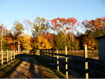 fall at AMIT
