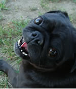 puggy